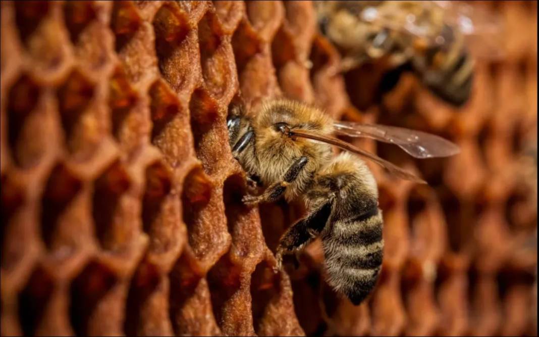 Arıları ne kadar tanıyorsunuz? Arılar hakkında ilginç bilgiler 27